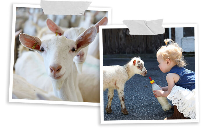 goatpictures goatpictures